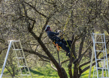 Sereikiškių parke prie Katedros aikštės bus tvarkomi želdiniai