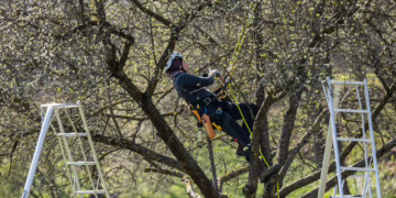 Sereikiškių parke prie Katedros aikštės bus tvarkomi želdiniai