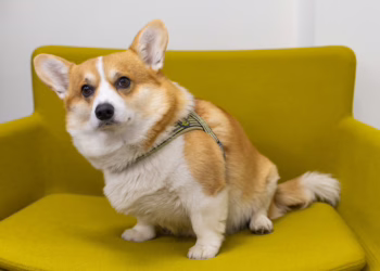 Šventiniu laikotarpiu nepamirškite saugoti keturkojų sveikatos