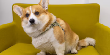 Šventiniu laikotarpiu nepamirškite saugoti keturkojų sveikatos