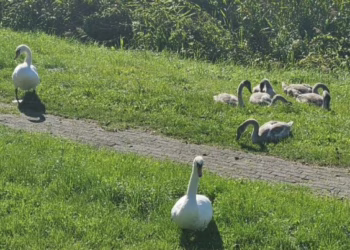 Trakų rajone – pavienis paukščių gripo atvejis