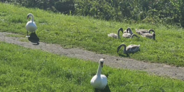 Trakų rajone – pavienis paukščių gripo atvejis