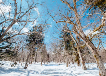 Karoliniškių draustinyje šalinami išvirtę, pavojingi medžiai