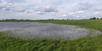 Pelkių fondas ieško nusausintų pelkių atkūrimui