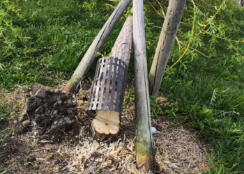 Neteisėtai nupjauti medžiai Lukos (Bernardinų) ežero pakrantėje
