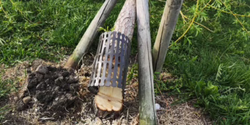 Neteisėtai nupjauti medžiai Lukos (Bernardinų) ežero pakrantėje