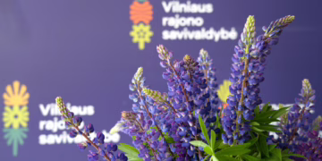 Gražūs kenkėjai: Vilniaus rajonas kviečia skinti lubinus