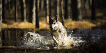 Ne kiekvienas šuo gimsta plaukiku: veterinaras įspėja apie dažniausias klaidas