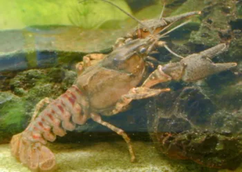 Lietuvoje prasideda vėžių gaudymo sezonas: nepamirškite leidimo